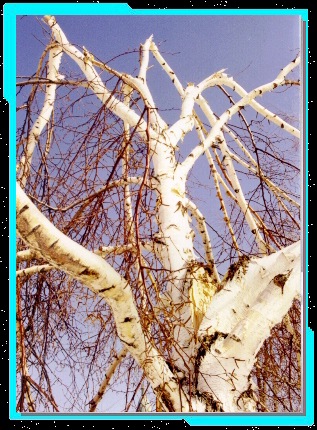 birch2a2 86K